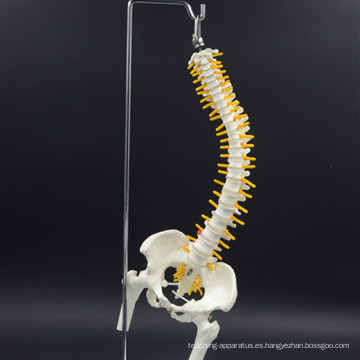 Regalo promocional al por mayor modelo de columna vertebral de tamaño natural